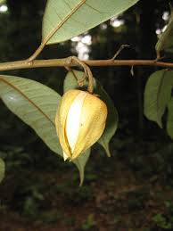 Image result for Lettowianthus stellatus