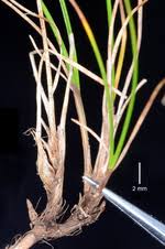 Image result for Scleria poiformis