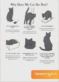 Cats And Books Images Google Search Cat Behavior Cat Language Cat Facts