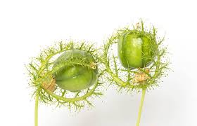 Image result for Olacaceae