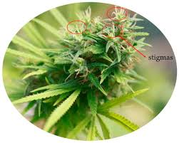 Image result for Cannabis sativa