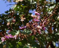 Image result for Baikiaea insignis