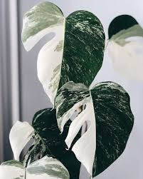 Pin On Flora