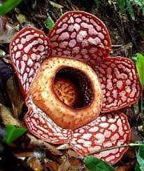 Corpse Flower Flowers Orchids