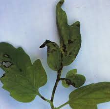 Image result for tomato seedling xanthomonas vesicatoria