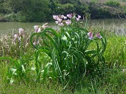 Image result for Crinum harmsii