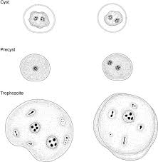 Dientamoeba Fragilis Cyst Stage Did Not Found On Feses