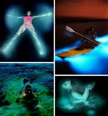 Bioluminescent Beach Puerto Rico Bioluminescent Bay Mosquito Bay In Vieques Puerto Rico Bioluminescent Bay Puerto Rico Puerto Rico Vacation Bioluminescent Bay