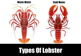 Types Of Lobster Kitchensanity