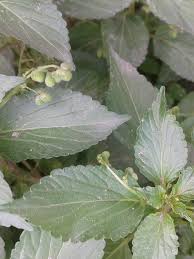 Image result for Micrococca mercurialis