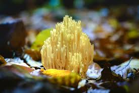 Image result for Ramaria stricta