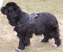 Pin On Newfies