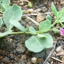 Image result for Corbichonia decumbens