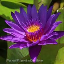 Rimless glass tanks, aquatic plants, stones Latest Updates From Pond Plants Online Facebook