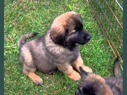Check spelling or type a new query. Leonberger Puppies Dogs Dog Breed Picture Ideas Collection Youtube