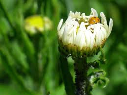 Feeding bees by the season. Why Leaving Sugar Water Out For Bees Is Such A Bad Idea Blog