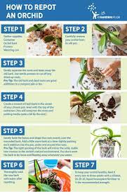 How To Repot An Orchid Growingorchids Repotting Orchids Orchids In Water Growing Orchids