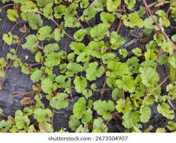 Image result for Merremia emarginata
