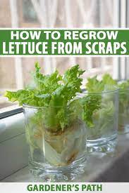 Apr 14, 2020 · how to regrow lettuce from kitchen scraps. How To Regrow Lettuce From Scraps Gardener S Path