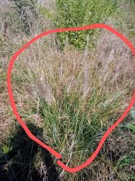 Image result for Hexasepalum sarmentosum