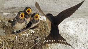 Brutdauer ist etwas über einen monat. Schwalbennest Am Haus Darf Nicht Abgeschlagen Werden Welt