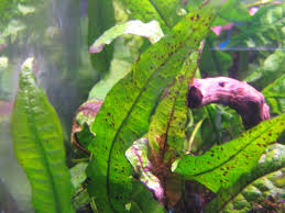 We did not find results for: Microsorum Java Fern Brown Spots Uk Aquatic Plant Society