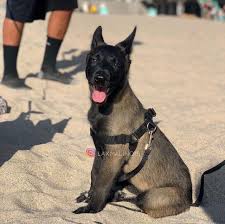 Belgian Malinois On Instagram Laxmalinois Malinois Malinoisofinstagram Malinoislovers Malinois Universe Ma En 2020 Berger Belge Malinois Chien