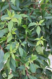 Image result for Lophostemon confertus