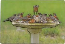 Birds And Blooms Photo Contest Winners Cannonball Bird Fridge Magnet Magnets Fridge Magnets Chalkboard Gift Tags