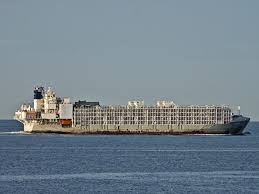 6,000 cows missing after ship sinks