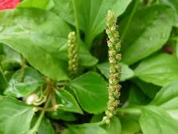 Check spelling or type a new query. Broadleaf Plantain Pictures Flowers Leaves Identification Plantago Major