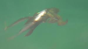 アオリイカの日常食、サビキ仕掛けにヒットしたネンブツダイを捕食している映像 | 釣太郎ブログ