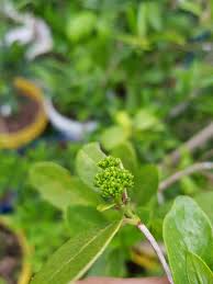 Image result for Pavetta lanceolata