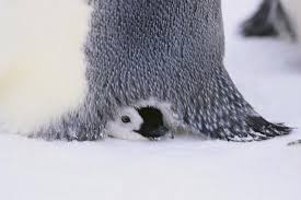 Emperors are the largest of all penguins—an average bird stands some 45 inches tall. Baby Emperor Penguin Warming Beneath An Adult Photographic Print Dlillc Art Com