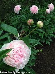 Pin On Gardening