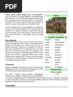Image result for Plicosepalus amplexicaulis