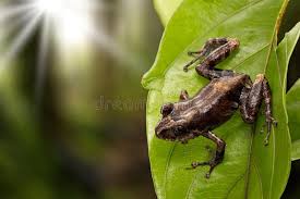 Image result for Pristimantis nankints