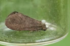 Image result for Psyche crassiorella