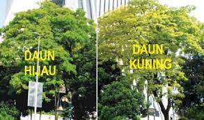 Hujan lebat tanpa henti selama dua jam menyebabkan beberapa pokok tumbang dan menghempap kenderaan di sekitar ibu kota kuala lumpur. Anim Agro Technology Tanam Pokok Yellow Rain Tree