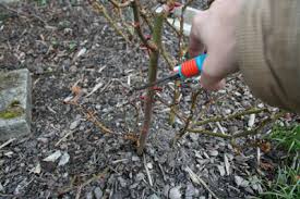Tatsächlich sollten diese rosen jedoch vor allem in den ersten jahren zurückgeschnitten werden, damit sie entsprechend starke verzweigungen ausbilden. Alte Verkahlte Rosen Schneiden So Gehen Sie Richtig Vor Gartenlexikon De