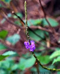 Image result for Stachytarpheta urticifolia