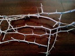 Christ Thorn Branches Ziziphus Spina Christi Crown Of Thorns Passion Instrument Crown Of Thorns Thorn Branch
