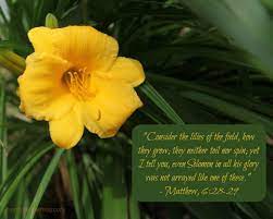 The lilies of the field by william edmund barrett lilies of the field, a film adaption of the novel produced and directed by ralph nelson Wordless Wednesday Archives Carolyn Cares Lilies Of The Field Beautiful Verses Fields