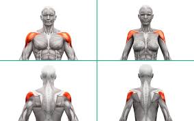 May 02, 2016 · an der außenseite des humerusschaftes setzt ungefähr in der mitte der deltamuskel (musculus deltoideus) an. Hanteltraining Der Schulter Die Besten Ubungen Tipps