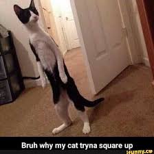 No titles as meme captions. Bruh Why My Cat Tryna Square Up Ifunny