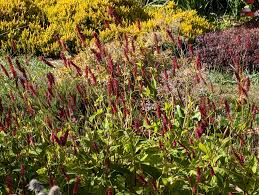 Image result for Persicaria