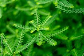 Image result for Phyllanthus amarus