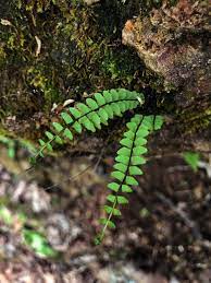 At the base of each sporophyll is a. Non Flowering Plants Ohio Department Of Natural Resources