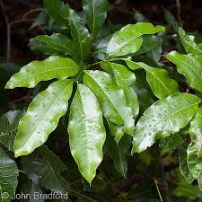 Image result for Exotheca