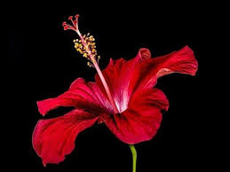 How To Make A Beautiful And Amazing Hibiscus Flower With Crepe Paper Youtube Hibiscus Flowers Flower Pictures Hibiscus